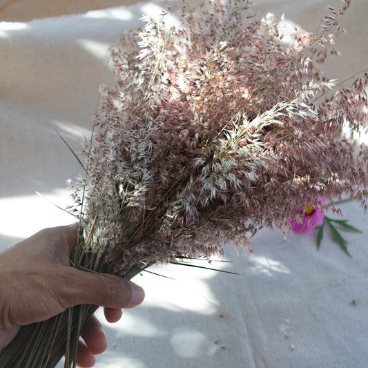 Preserved Silk Grass {Bunch} ~ Melinis repens