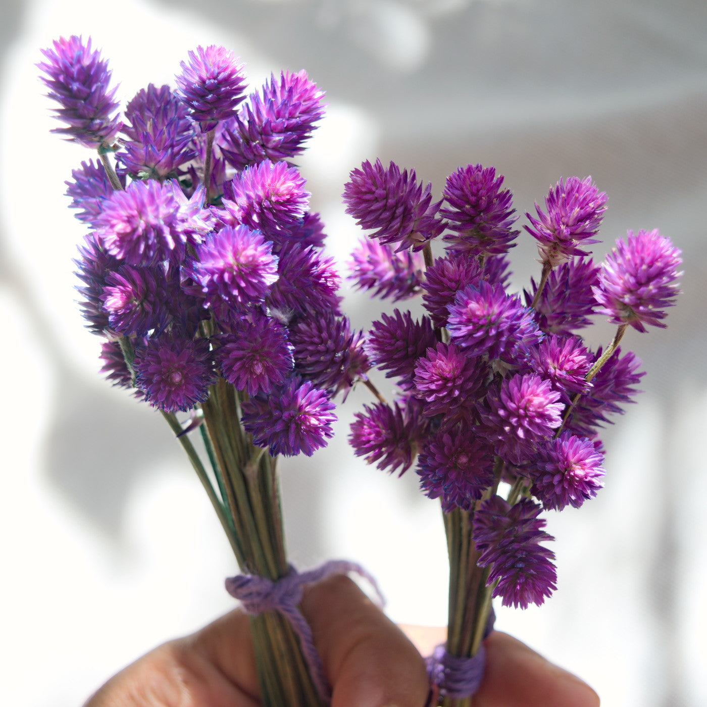 Dried purple globe flowers without leaf {Bunch} ~ Gomphrena globosa