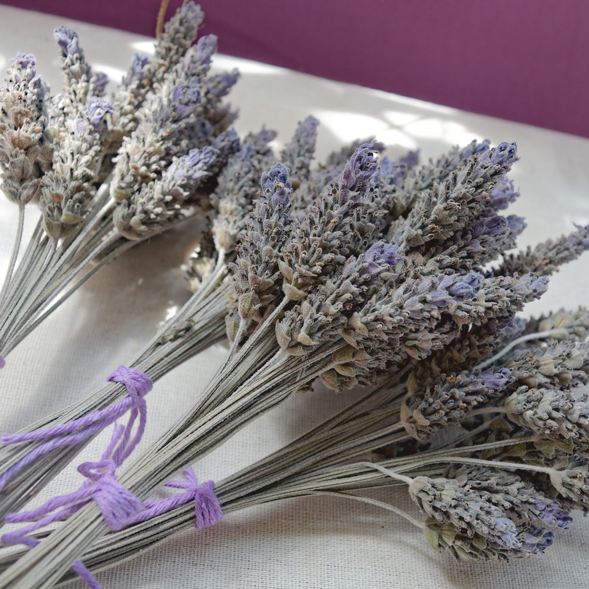 Dried purple globe flowers without leaf {Bunch} ~ Gomphrena globosa