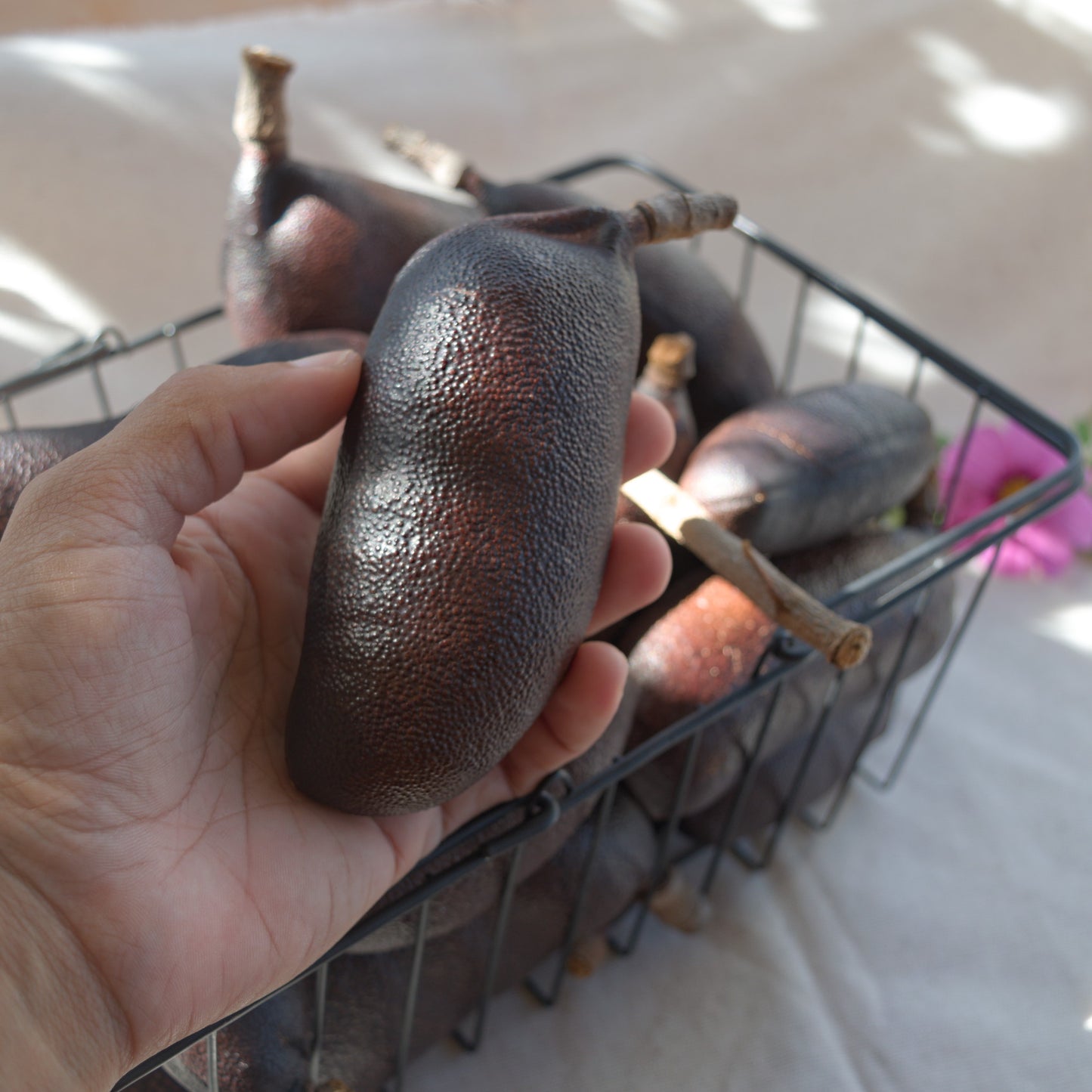 Fruto/vagem de jatobá novos ~ Hymenea coulbaril