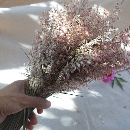 Preserved Silk Grass {Bunch} ~ Melinis repens