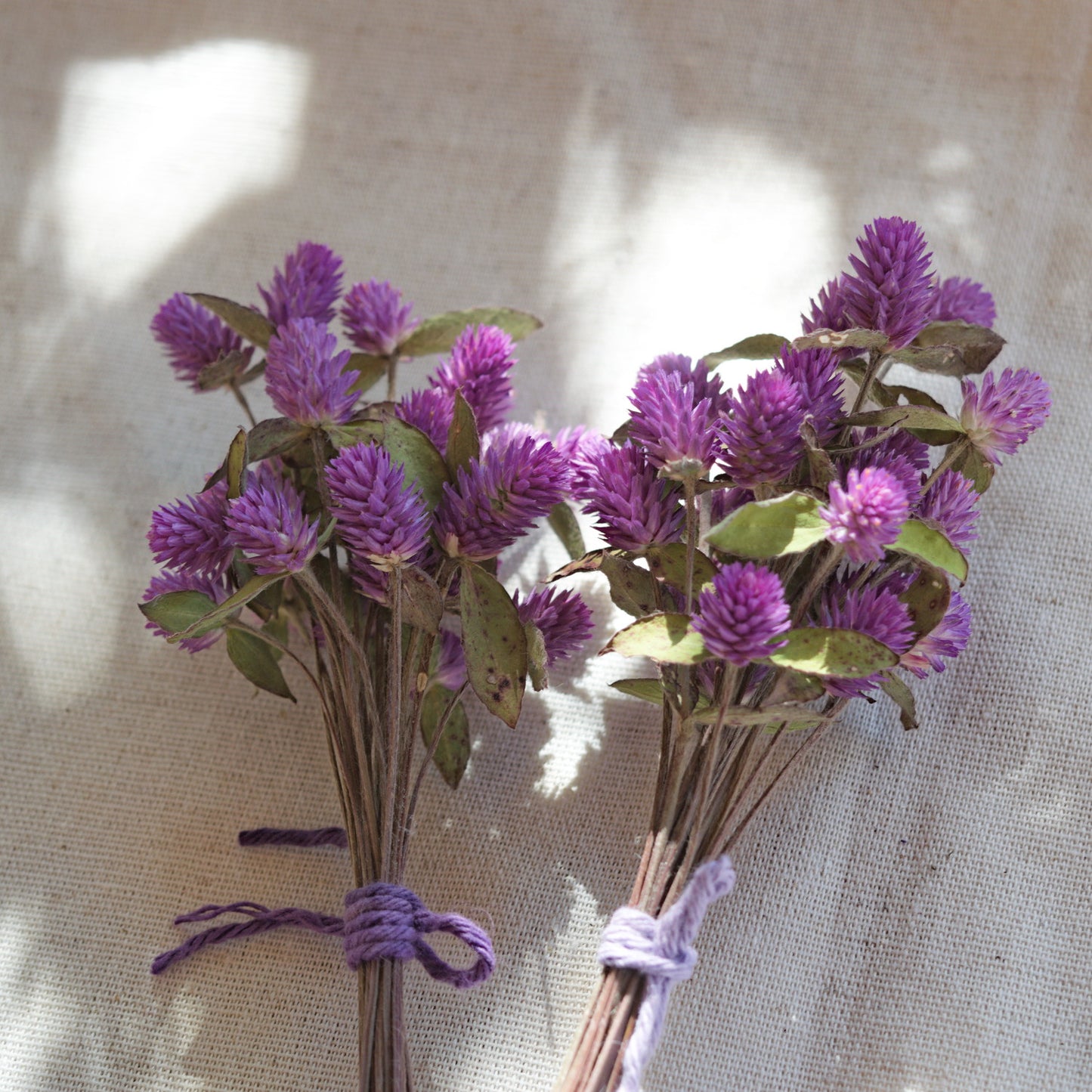 Dried purple globe flowers with leaf {Bunch} ~ Gomphrena globosa