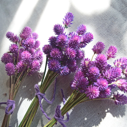 Dried purple globe flowers without leaf {Bunch} ~ Gomphrena globosa