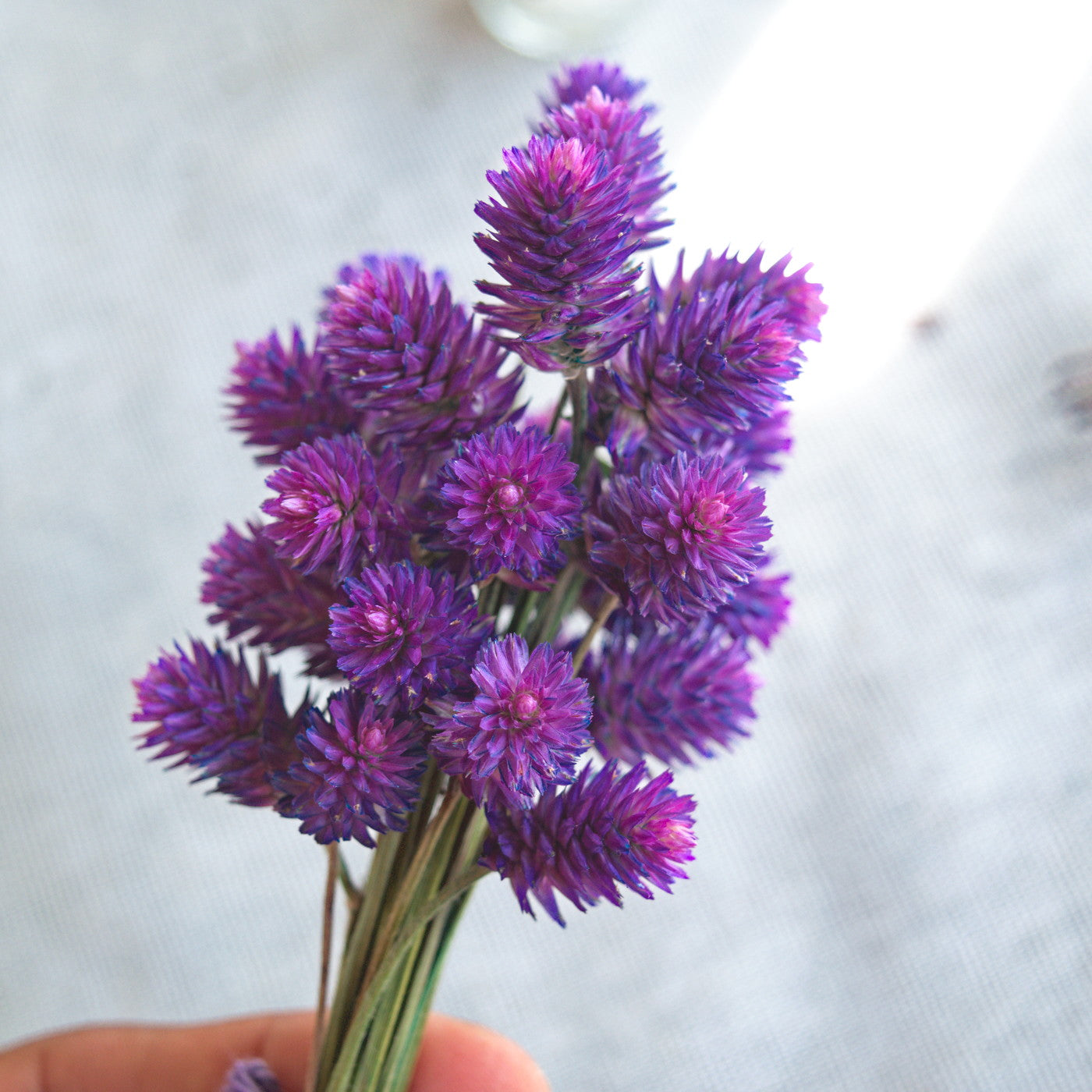 Dried purple globe flowers without leaf {Bunch} ~ Gomphrena globosa