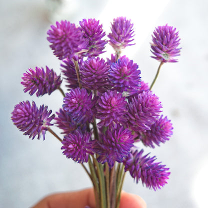 Dried purple globe flowers without leaf {Bunch} ~ Gomphrena globosa