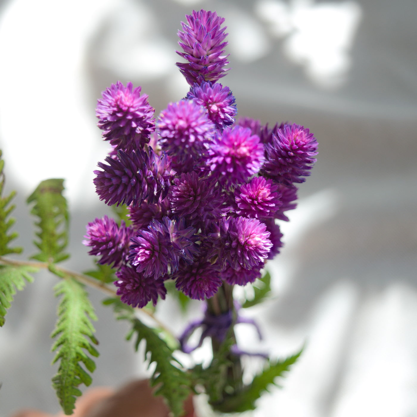 Dried purple globe flowers without leaf {Bunch} ~ Gomphrena globosa