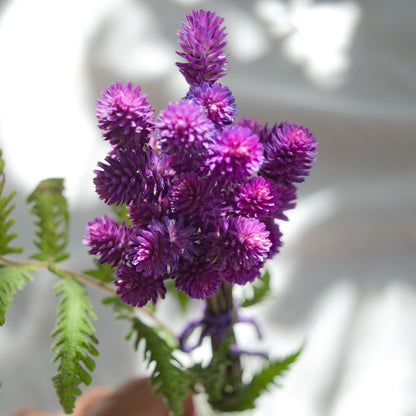 Dried purple globe flowers without leaf {Bunch} ~ Gomphrena globosa