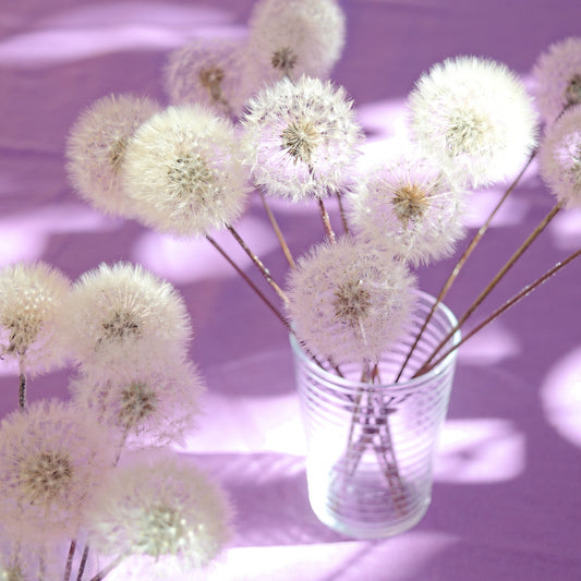 Eternal dandelion fluffs ~ Taraxacum officinale