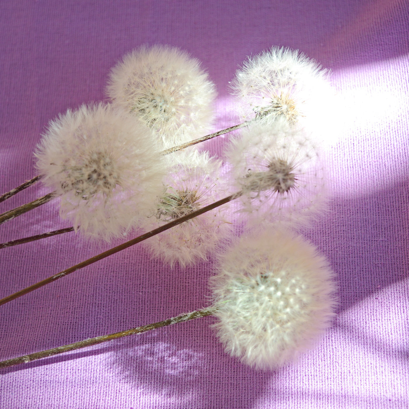 Eternal dandelion fluffs ~ Taraxacum officinale