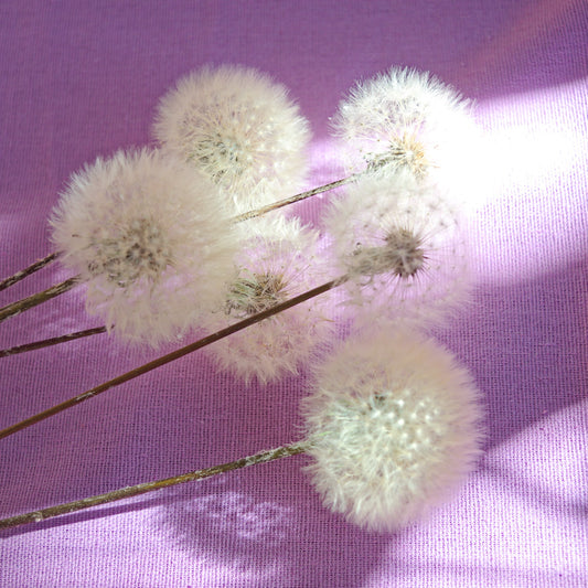 Eternal dandelion fluffs ~ Taraxacum officinale