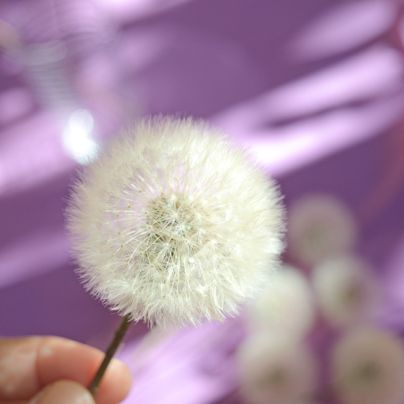Eternal dandelion fluffs ~ Taraxacum officinale