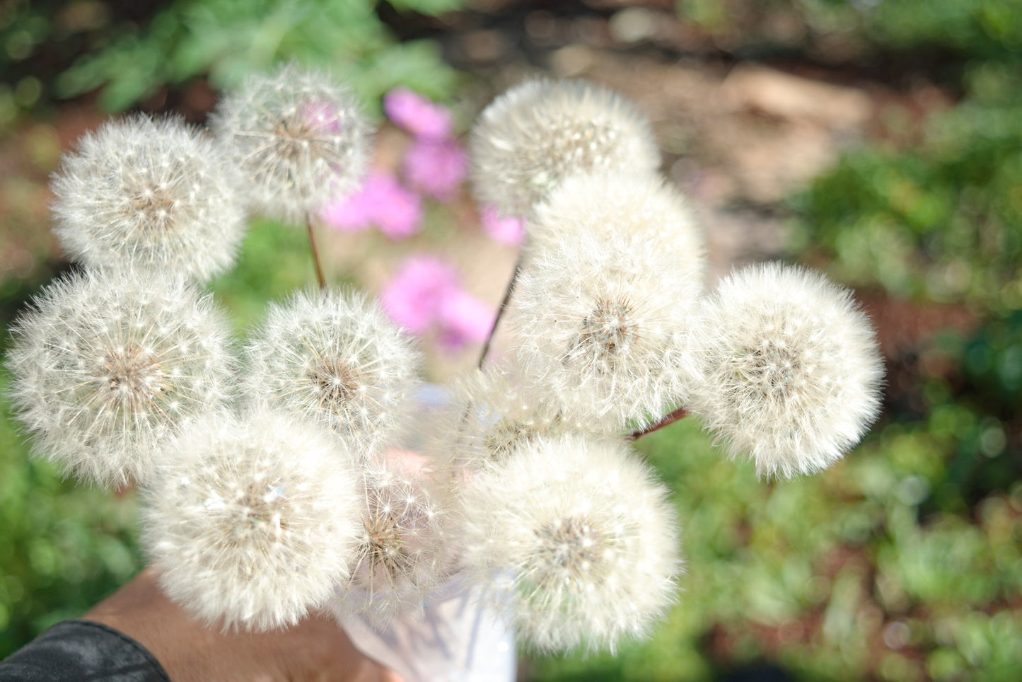 Eternal dandelion fluffs ~ Taraxacum officinale