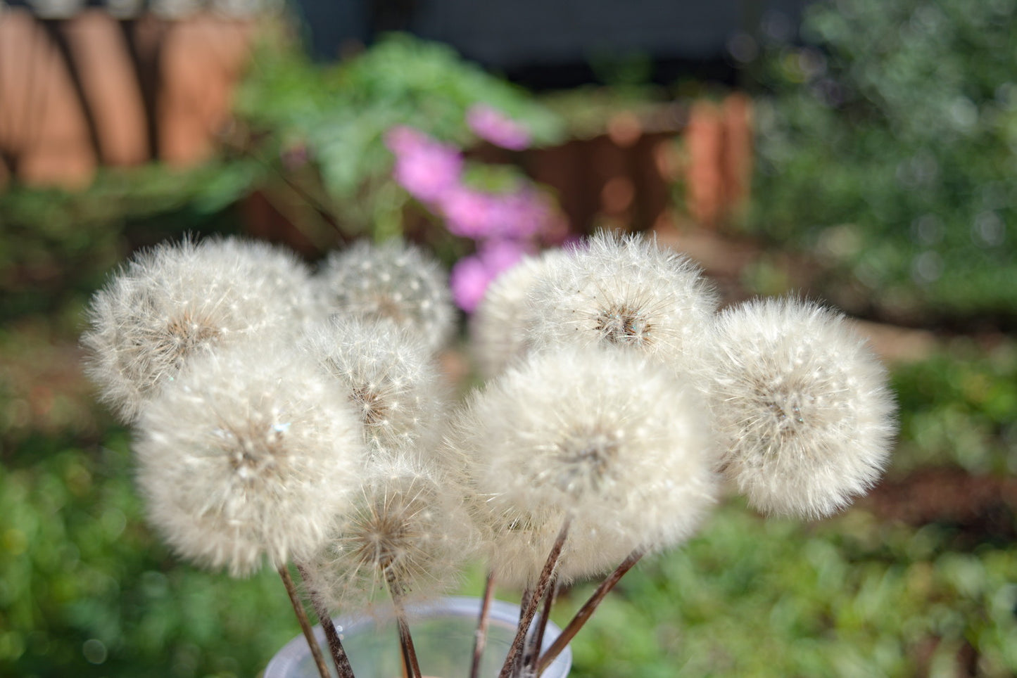 Eternal dandelion fluffs ~ Taraxacum officinale