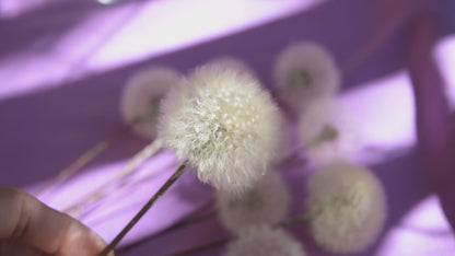 Eternal dandelion fluffs ~ Taraxacum officinale